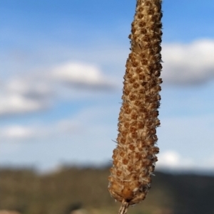 Plantago lanceolata at Fadden, ACT - 9 Feb 2023 06:28 PM