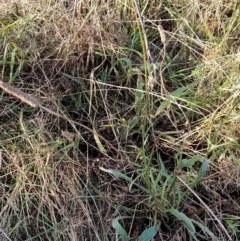 Plantago lanceolata at Fadden, ACT - 9 Feb 2023