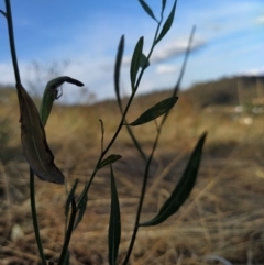 Polygonum sp. at Fadden, ACT - 9 Feb 2023