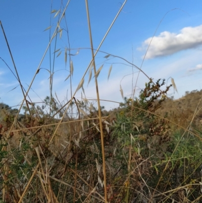 Avena barbata (Bearded Oat) at Fadden, ACT - 9 Feb 2023 by KumikoCallaway