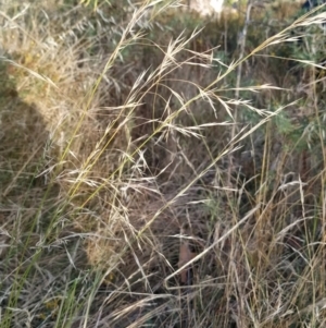 Austrostipa bigeniculata at Fadden, ACT - 9 Feb 2023 06:51 PM