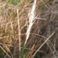 Rytidosperma sp. (Wallaby Grass) at Fadden, ACT - 9 Feb 2023 by KumikoCallaway