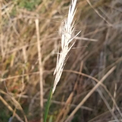 Rytidosperma sp. (Wallaby Grass) at Wanniassa Hill - 9 Feb 2023 by KumikoCallaway