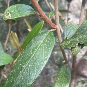 Pomaderris ferruginea at Lower Boro, NSW - 2 Feb 2023