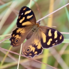 Heteronympha banksii (Banks' Brown) at Mongarlowe, NSW - 8 Feb 2023 by LisaH