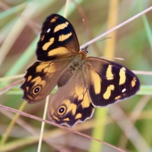 Heteronympha banksii at Mongarlowe, NSW - suppressed