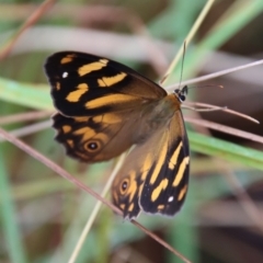 Heteronympha banksii at Mongarlowe, NSW - 8 Feb 2023