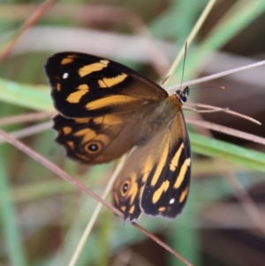 Heteronympha banksii at Mongarlowe, NSW - 8 Feb 2023