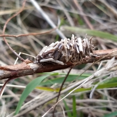 Psychidae (family) IMMATURE (Unidentified case moth or bagworm) at Wanniassa Hill - 9 Feb 2023 by KumikoCallaway