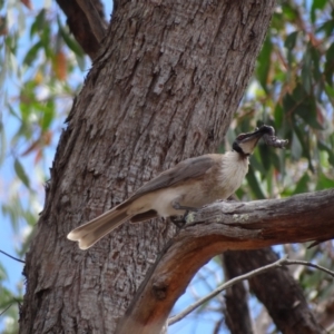 Philemon corniculatus at Stromlo, ACT - 7 Jan 2023