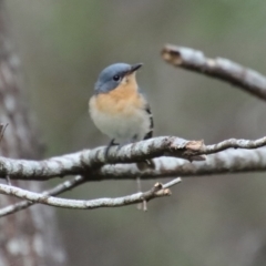 Myiagra rubecula (Leaden Flycatcher) at Mongarlowe, NSW - 8 Feb 2023 by LisaH