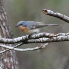 Myiagra rubecula at Mongarlowe, NSW - 8 Feb 2023