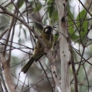 Nesoptilotis leucotis at Mongarlowe, NSW - 8 Feb 2023