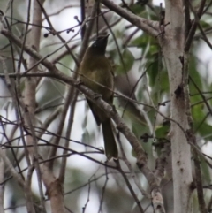 Nesoptilotis leucotis at Mongarlowe, NSW - 8 Feb 2023