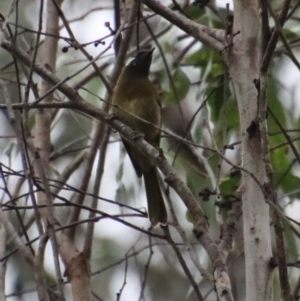 Nesoptilotis leucotis at Mongarlowe, NSW - 8 Feb 2023