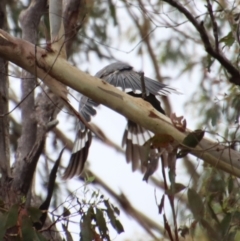 Strepera versicolor (Grey Currawong) at Mongarlowe River - 8 Feb 2023 by LisaH