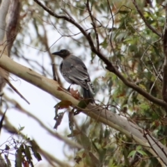 Strepera versicolor at Mongarlowe, NSW - suppressed