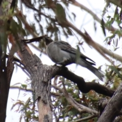 Strepera versicolor at Mongarlowe, NSW - suppressed