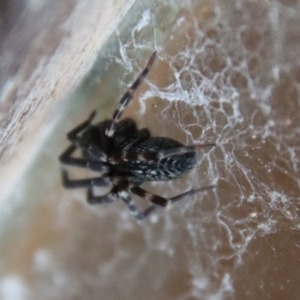 Badumna sp. (genus) at Mongarlowe, NSW - 8 Feb 2023