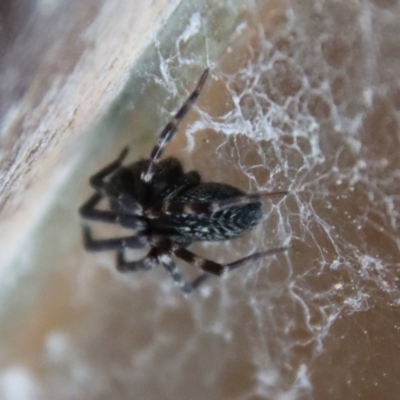 Badumna sp. (genus) (Lattice-web spider) at Mongarlowe River - 8 Feb 2023 by LisaH