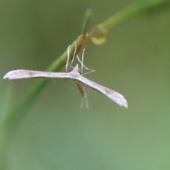 Stenoptilia zophodactylus at Mongarlowe, NSW - suppressed