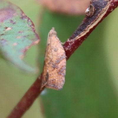 Epiphyas xylodes (A Tortricid moth (Tortricinae)) at Mongarlowe River - 8 Feb 2023 by LisaH