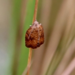 Epiphyas xylodes at Mongarlowe, NSW - 8 Feb 2023