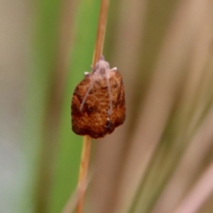 Epiphyas xylodes at Mongarlowe, NSW - 8 Feb 2023