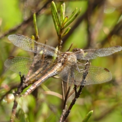 Diplacodes bipunctata (Wandering Percher) at Braemar, NSW - 7 Feb 2023 by Curiosity