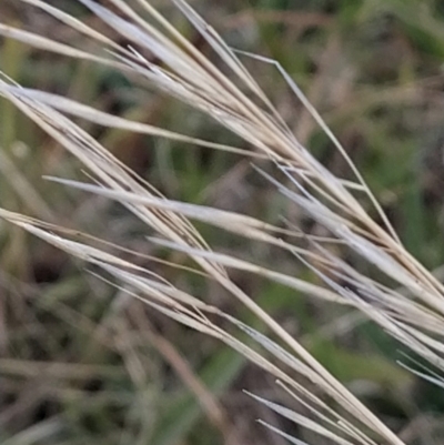 Austrostipa sp. (A Corkscrew Grass) at Fadden, ACT - 9 Feb 2023 by KumikoCallaway