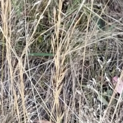 Austrostipa sp. (A Corkscrew Grass) at Wanniassa Hill - 9 Feb 2023 by KumikoCallaway