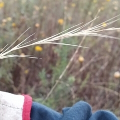 Anthosachne scabra (Common Wheat-grass) at Wanniassa Hill - 9 Feb 2023 by KumikoCallaway