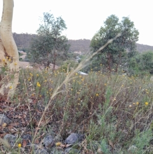 Anthosachne scabra at Fadden, ACT - 9 Feb 2023