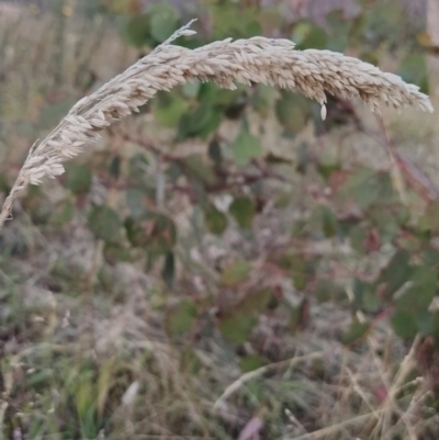 Holcus lanatus (Yorkshire Fog) at Fadden, ACT - 9 Feb 2023 by KumikoCallaway