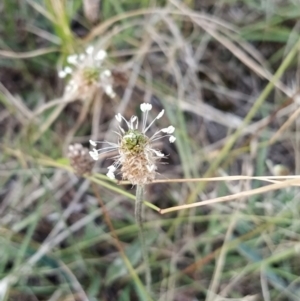 Plantago lanceolata at Fadden, ACT - 9 Feb 2023