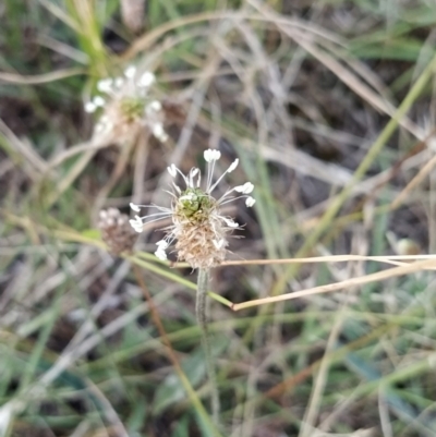 Plantago lanceolata (Ribwort Plantain, Lamb's Tongues) at Fadden, ACT - 9 Feb 2023 by KumikoCallaway