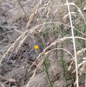 Festuca arundinacea at Fadden, ACT - 9 Feb 2023