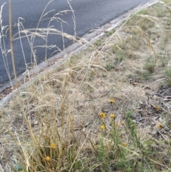 Festuca arundinacea at Fadden, ACT - 9 Feb 2023