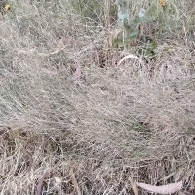 Agrostis capillaris (Brown Top Bent Grass) at Fadden, ACT - 9 Feb 2023 by KumikoCallaway