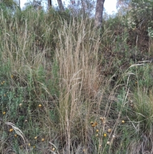 Rytidosperma pallidum at Fadden, ACT - 9 Feb 2023