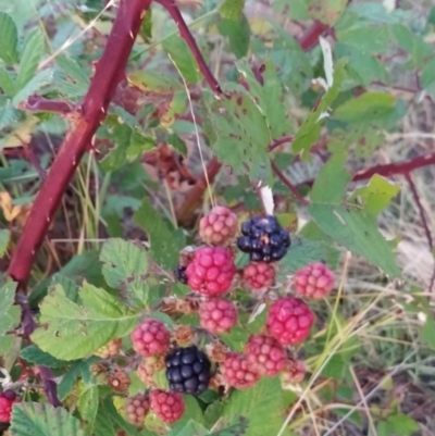 Rubus anglocandicans (Blackberry) at Fadden, ACT - 10 Feb 2023 by KumikoCallaway