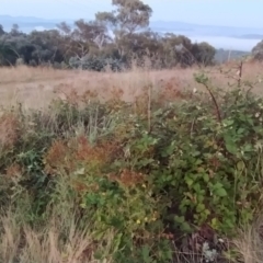 Rubus anglocandicans at Fadden, ACT - 10 Feb 2023