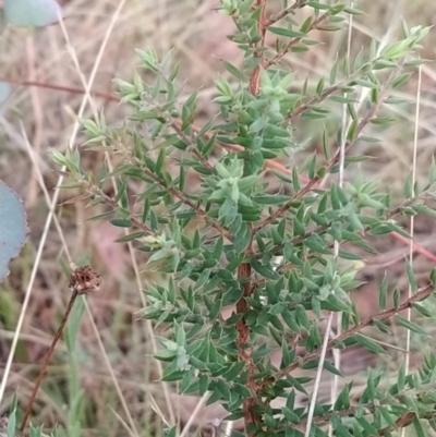 Leucopogon fletcheri subsp. brevisepalus (Twin Flower Beard-Heath) at Fadden, ACT - 9 Feb 2023 by KumikoCallaway