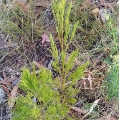 Exocarpos cupressiformis (Cherry Ballart) at Fadden, ACT - 9 Feb 2023 by KumikoCallaway