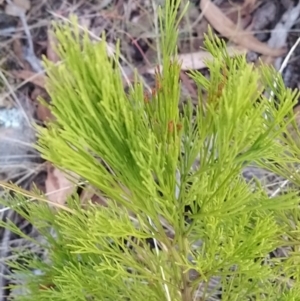 Exocarpos cupressiformis at Fadden, ACT - 10 Feb 2023 06:27 AM