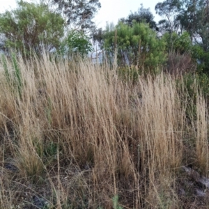 Austrostipa sp. at Fadden, ACT - 10 Feb 2023 06:33 AM