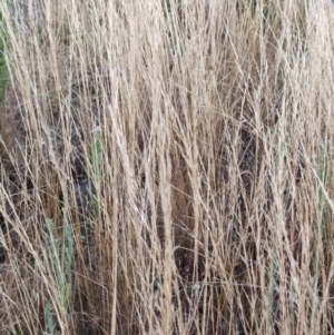 Austrostipa sp. at Fadden, ACT - 10 Feb 2023 06:33 AM