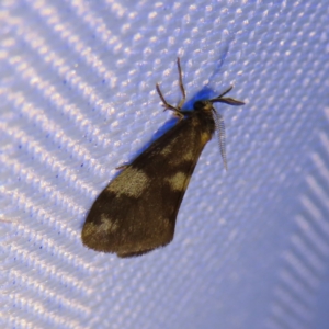 Anestia (genus) at Kambah, ACT - 9 Feb 2023 09:11 PM