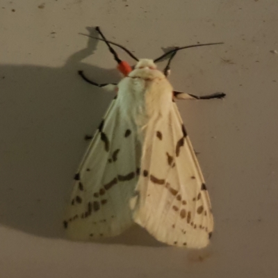 Ardices canescens (Dark-spotted Tiger Moth) at Kambah, ACT - 9 Feb 2023 by MatthewFrawley