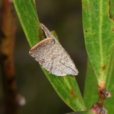 Anisogona notoplaga (A Tortricid moth) at Charleys Forest, NSW - 9 Feb 2023 by arjay
